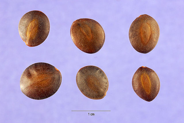 Acacia Greggii seeds