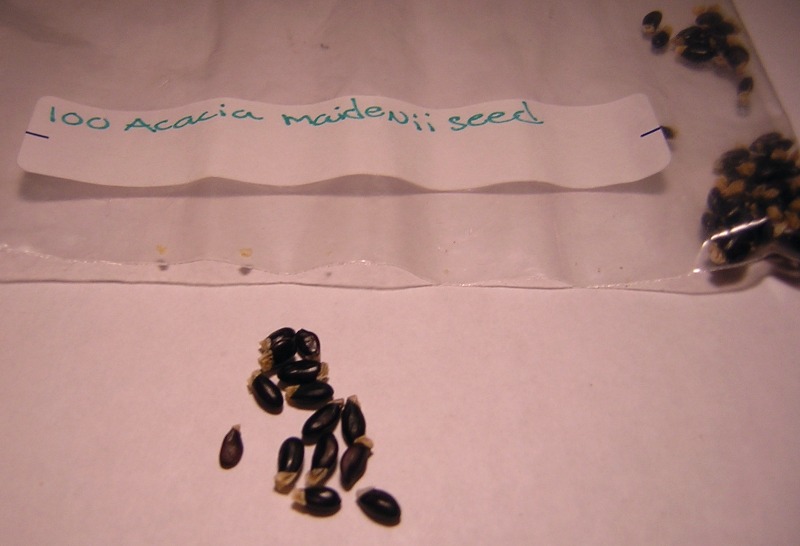 Acacia Maidenii seeds