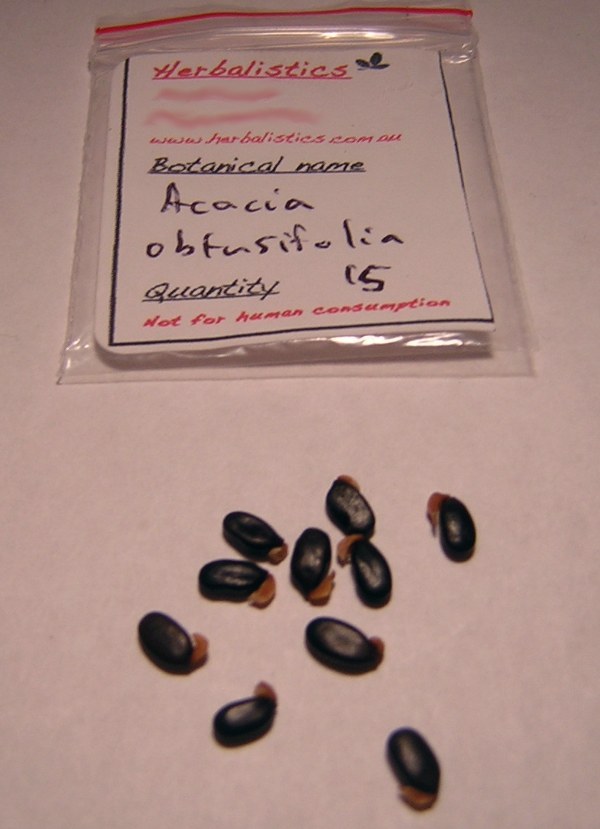 Acacia Obtusifolia seeds