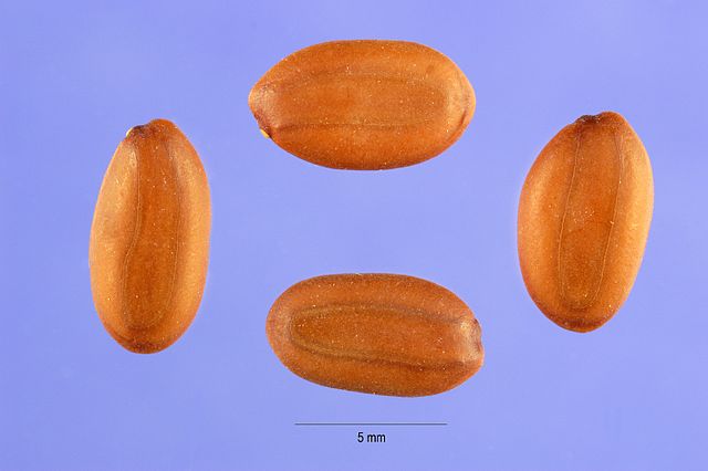 Albizia Julibrissin seeds