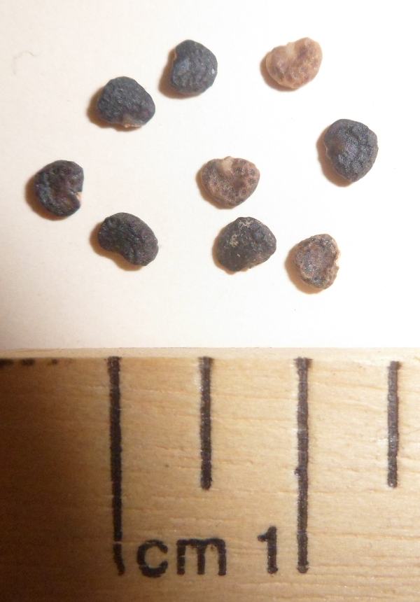 Datura Stramonium seeds