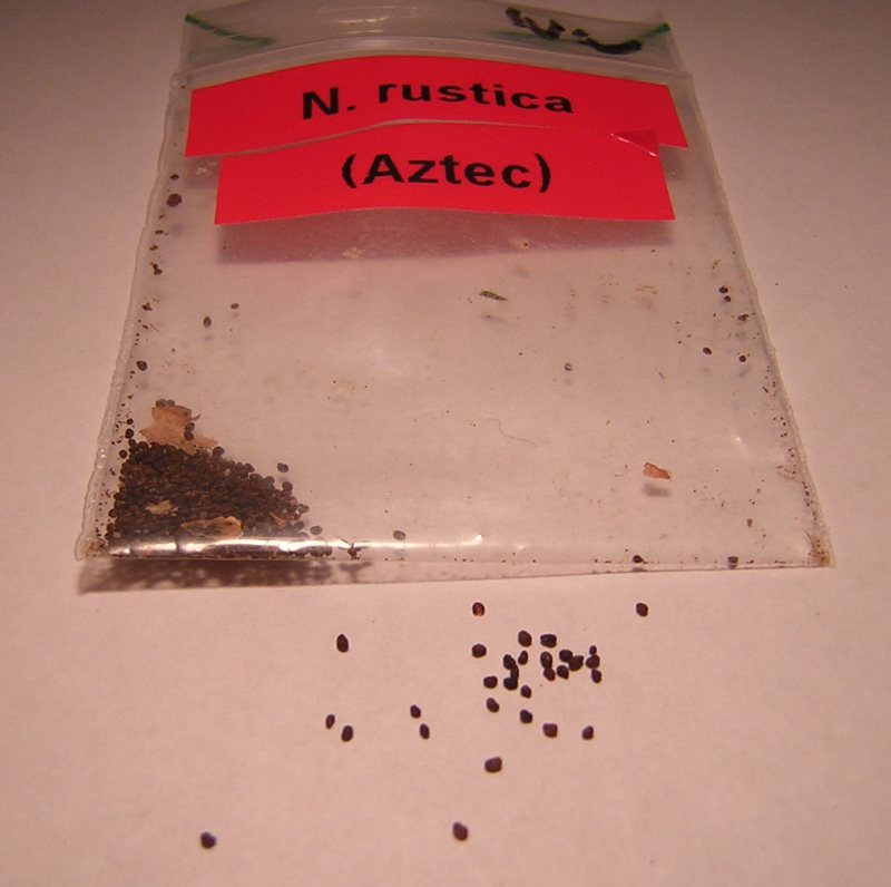 Nicotiana Rustica seeds