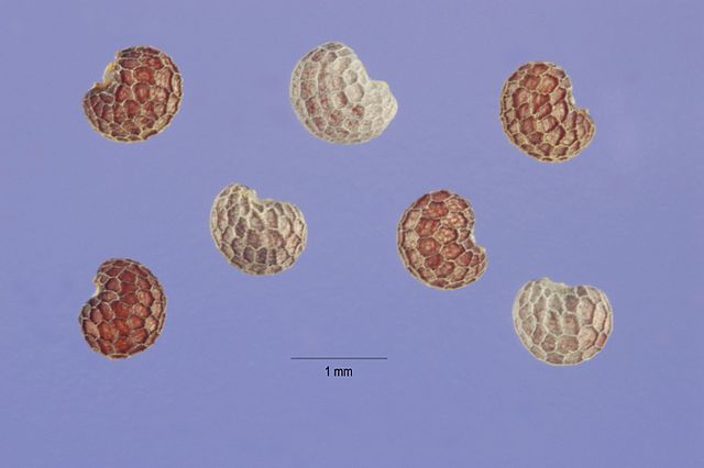 Papaver Somniferum seeds