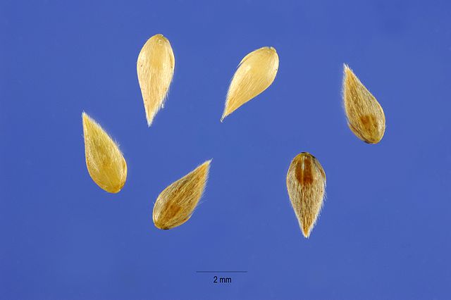 Phalaris Aquatica seeds