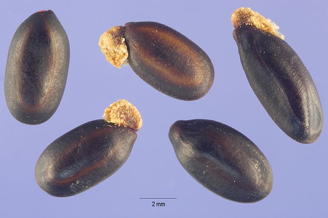 Acacia Baileyana seeds