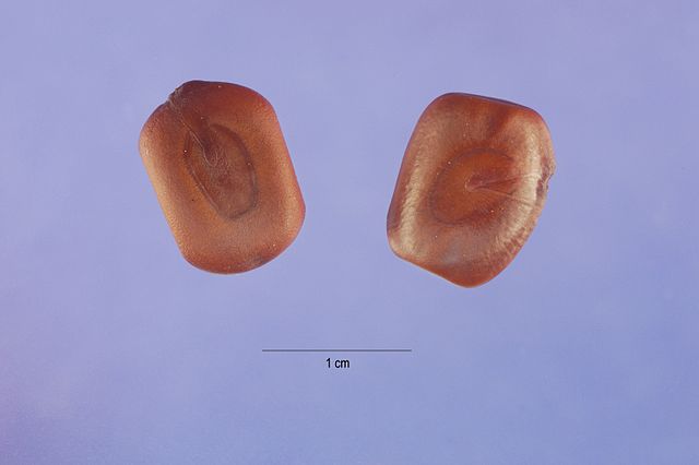 Acacia Berlandieri seeds