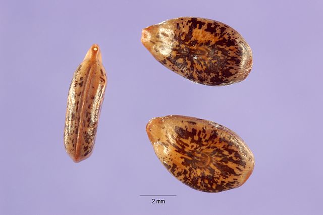 Acacia Constricta seeds