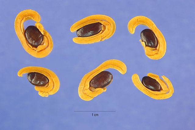 Acacia Cyclops seeds