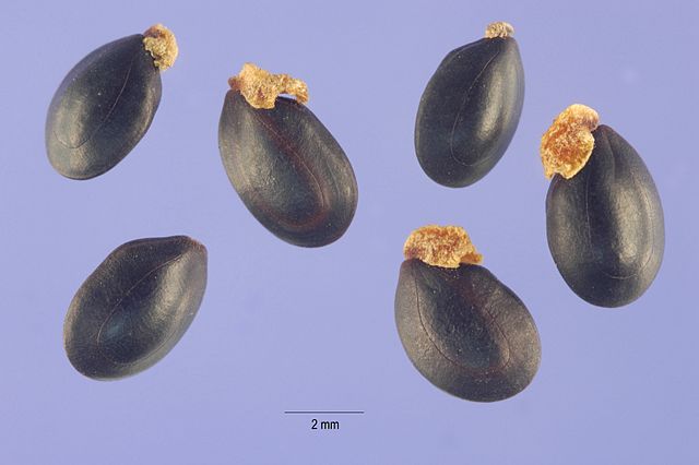 Acacia Decurrens seeds