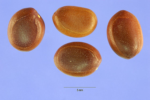 Acacia Farnesiana seeds