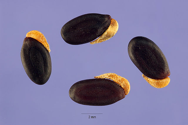 Acacia Longifolia seeds