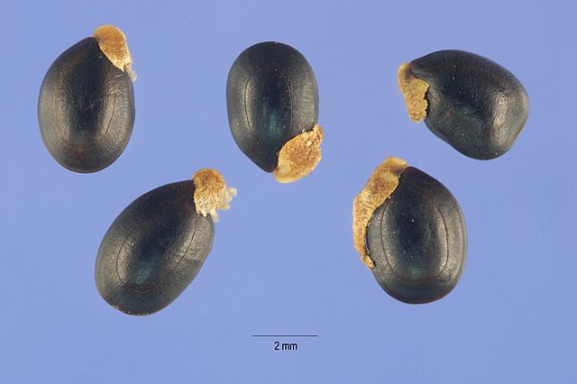 Acacia Mearnsii seeds