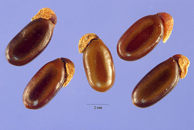 Acacia Pycnantha seeds