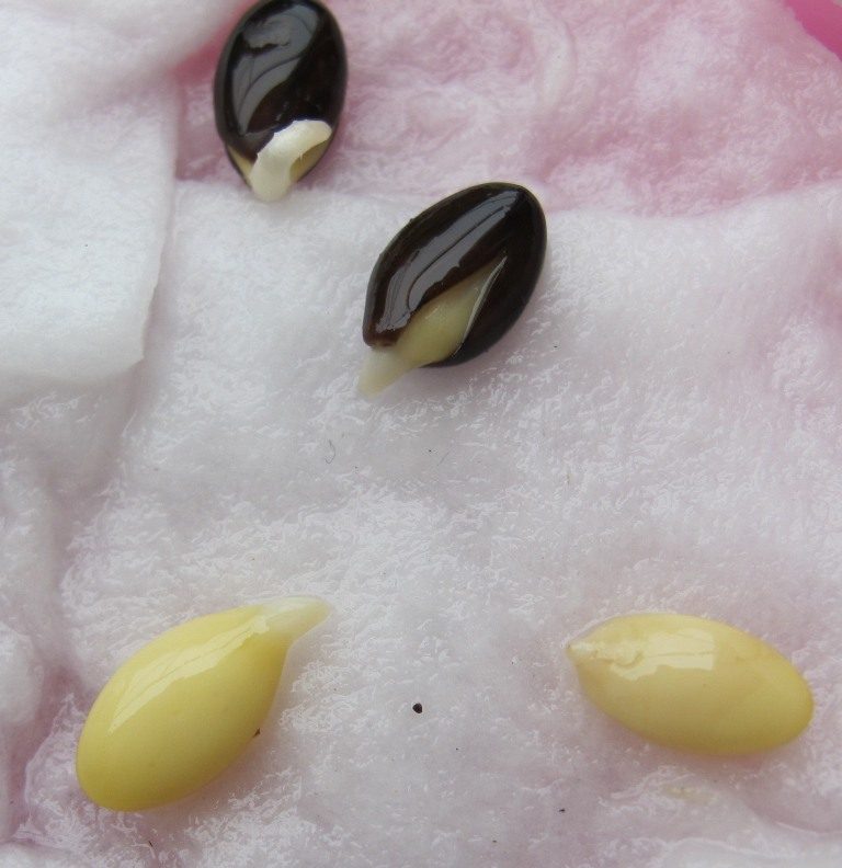 Acacia Simplex seeds