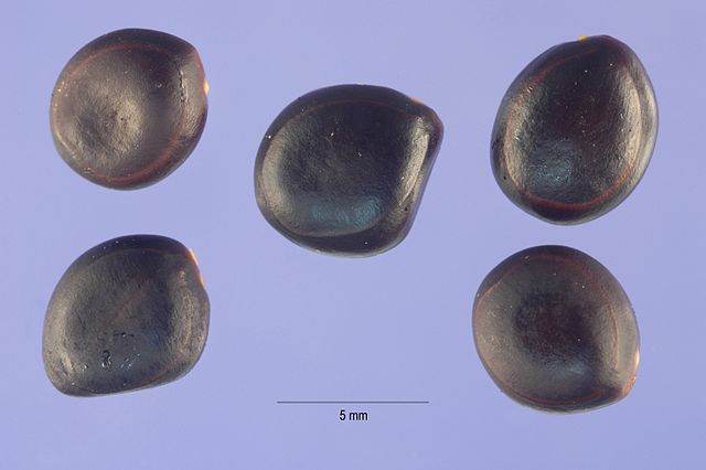 Acacia Tortuosa seeds