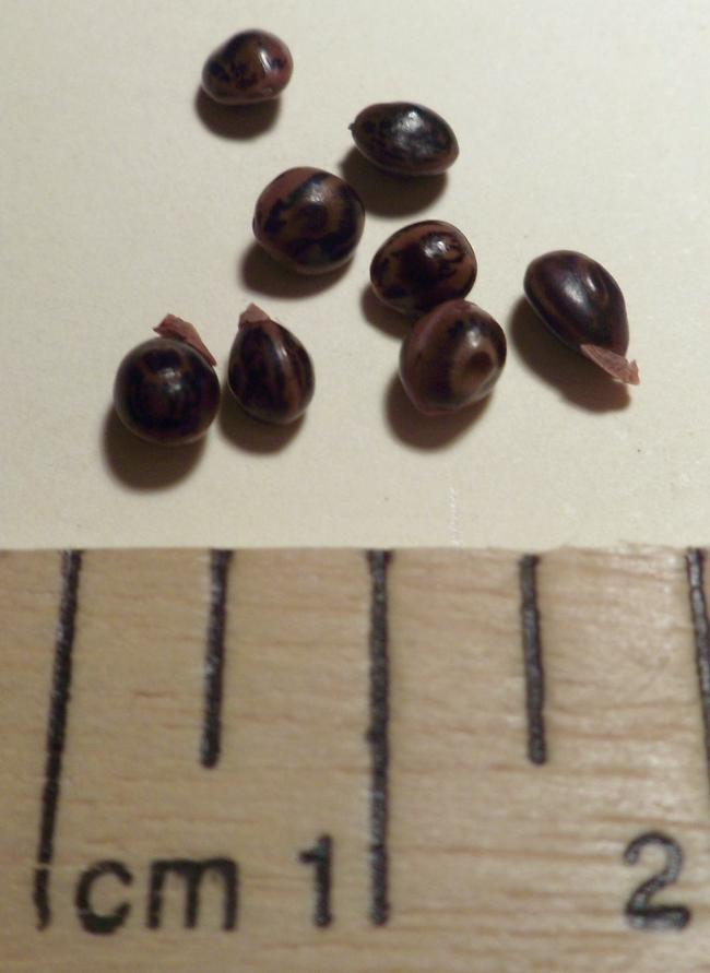 Acacia Victoriae seeds
