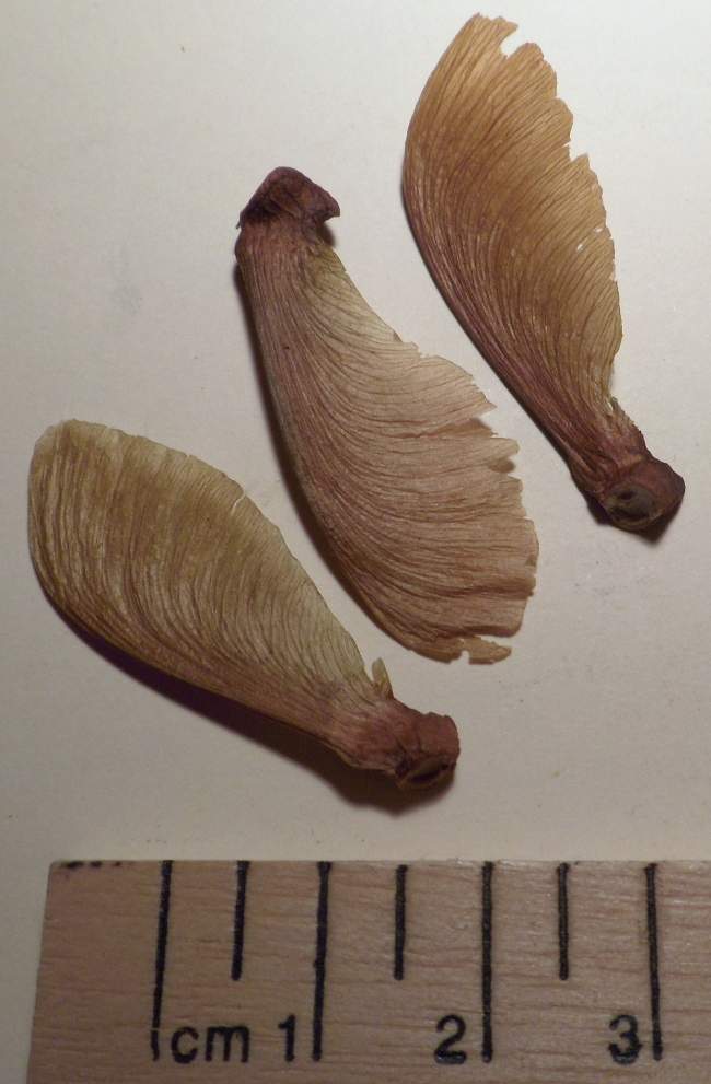 Banisteriopsis Caapi seeds