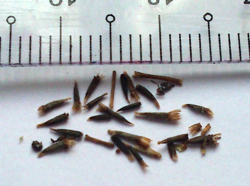 Calea Zacatechichi seeds