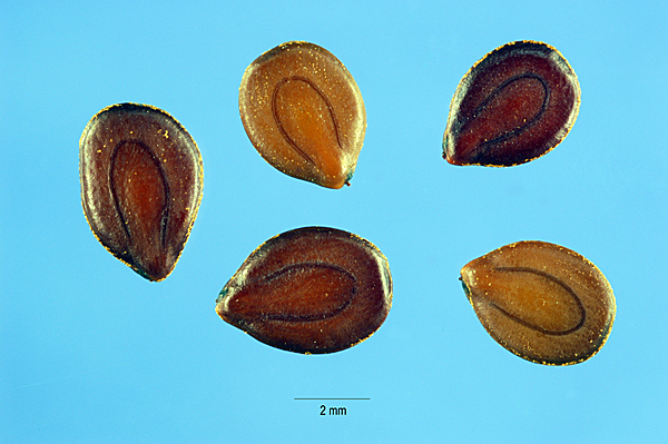 Desmanthus Illinoensis seeds