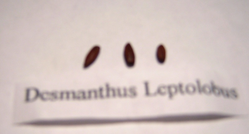 Desmanthus Leptolobus seeds