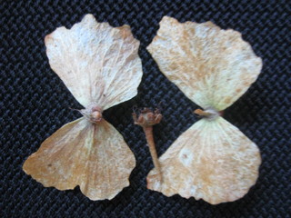 Diplopterys Pauciflora seeds