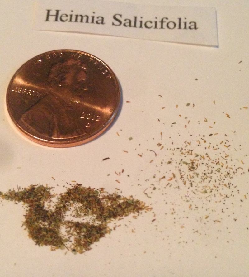 Heimia Salicifolia seeds