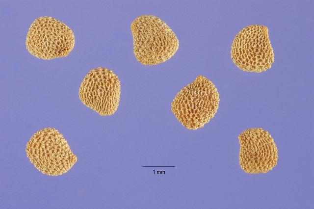 Hyoscyamus Niger seeds