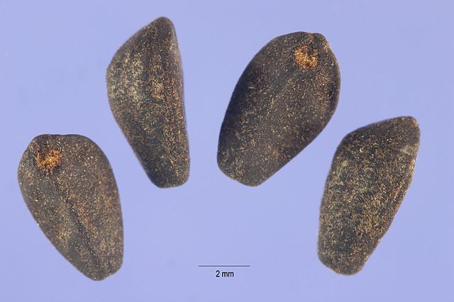 Ipomoea Tricolor seeds