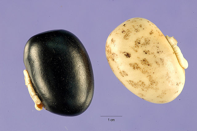 Mucuna Pruriens seeds