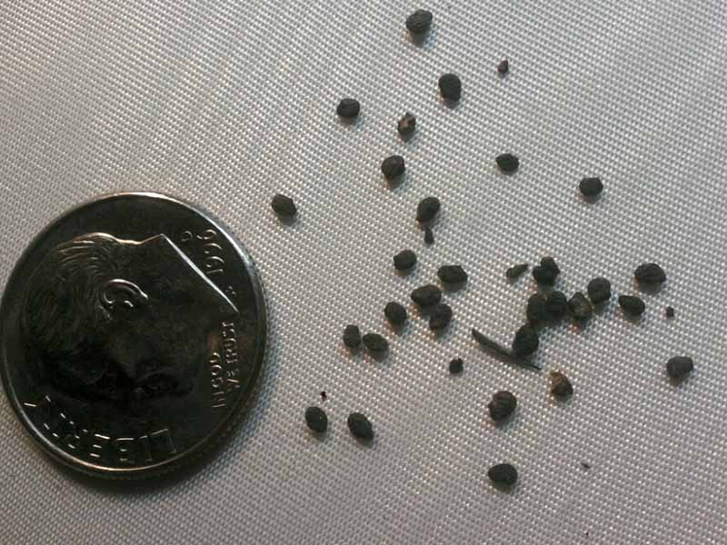 Myrtillocactus Geometrizans seeds