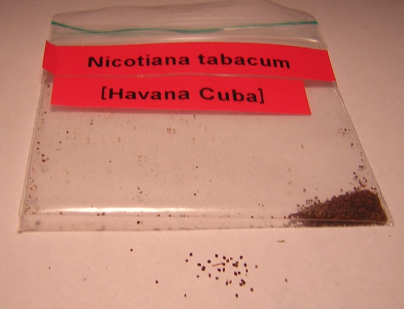 Nicotiana Tabacum seeds