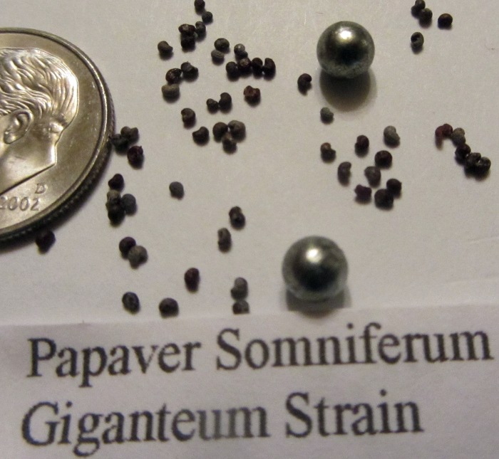 Papaver Somniferum (var. Giganteum) seeds