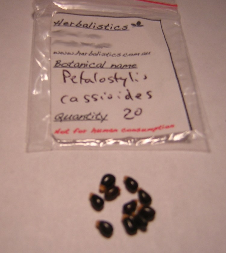 Petalostylis Cassioides seeds