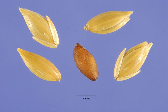 Phalaris Canariensis seeds