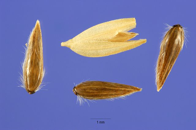 Phalaris Arundinacea seeds