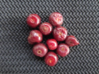 Psychotria Cartaginensis Fruits