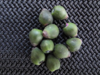 Psychotria Lasiantha Fruits